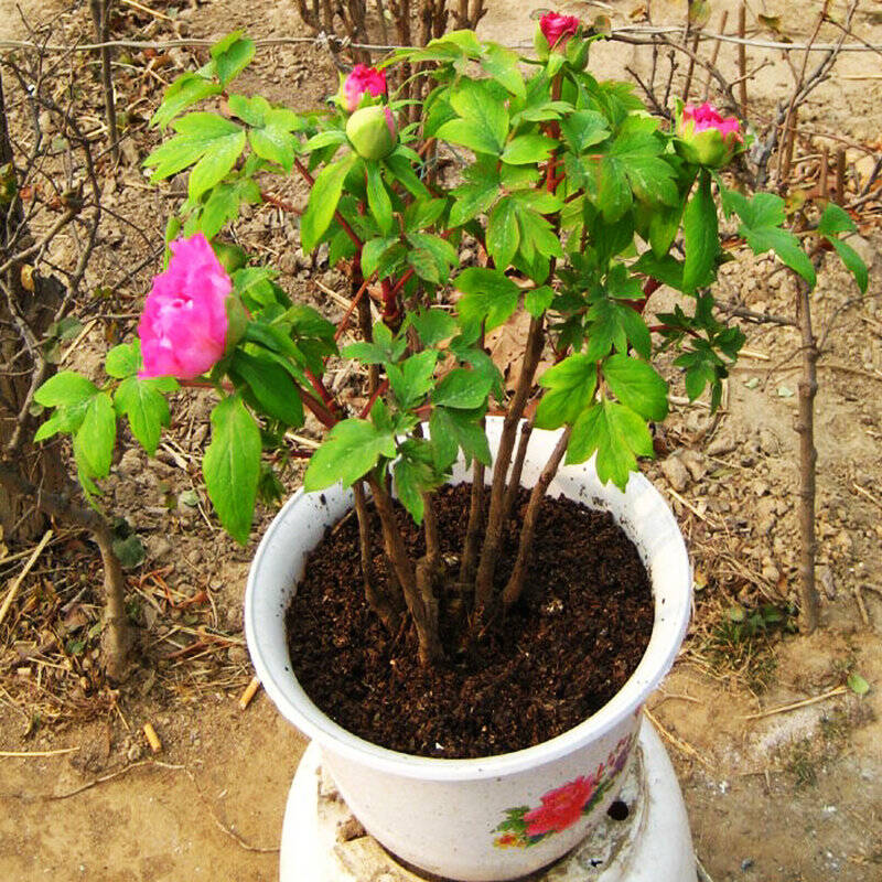 牡丹苗(牡丹苗批发基地)