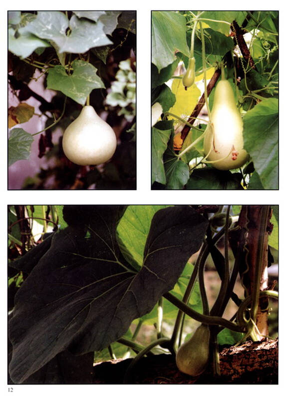 艺用写真百图丛书:瓜蔓(1)