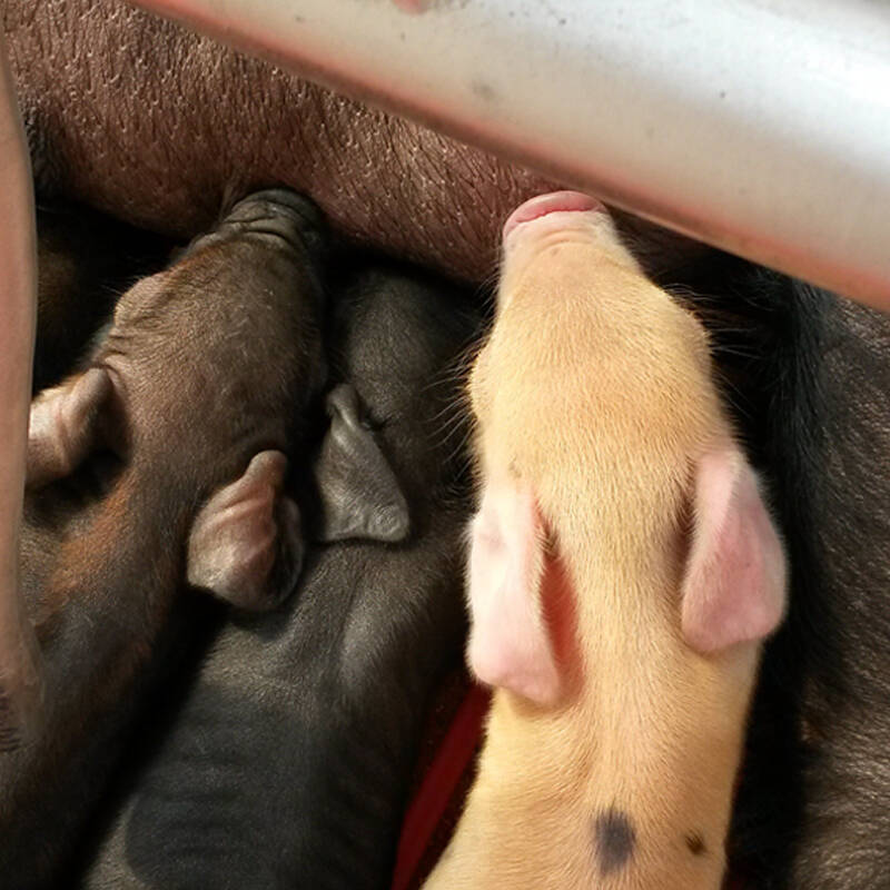 【哈斯农场】东北黑土猪 猪娃领养 纯粮食喂养