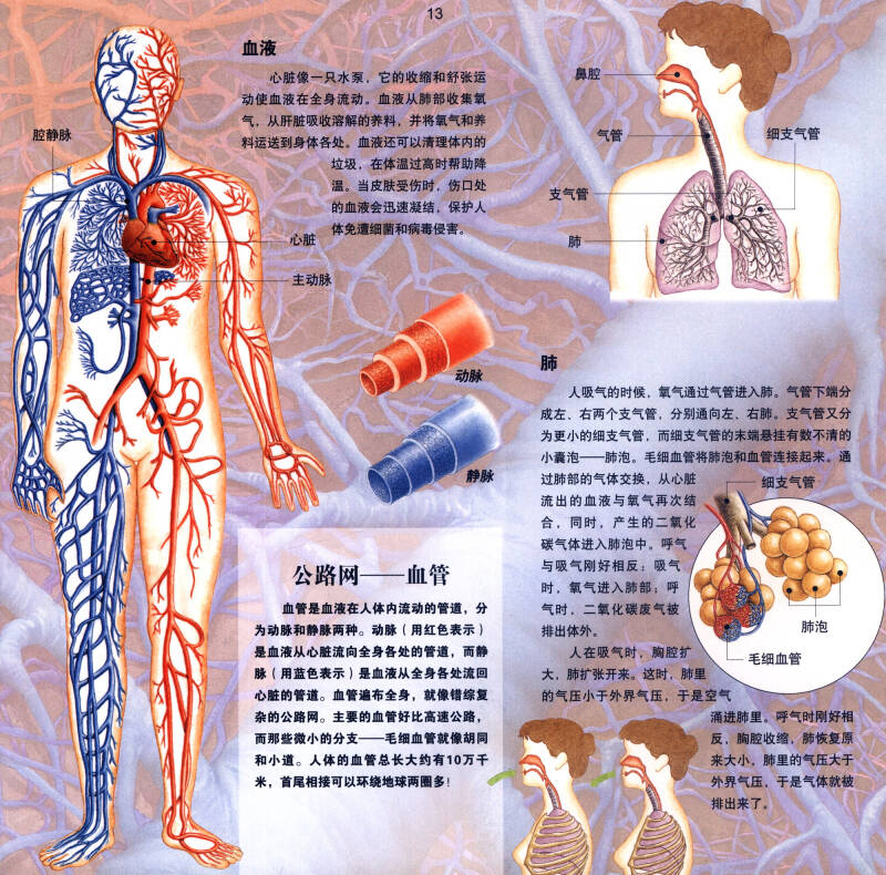 科学全景图:人体的奥秘