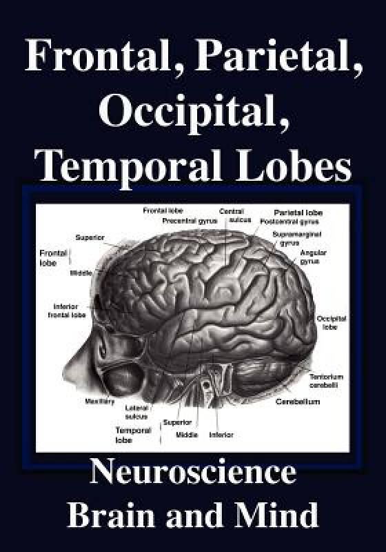 occipital lobes图片