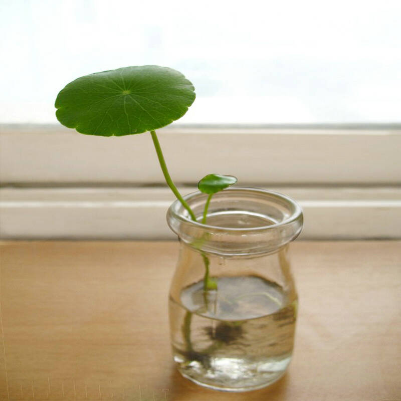 金钱叶 积雪草 盘龙草 金钱莲10株