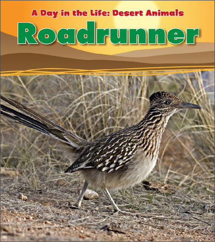 roadrunner (a day in the life: desert animals)