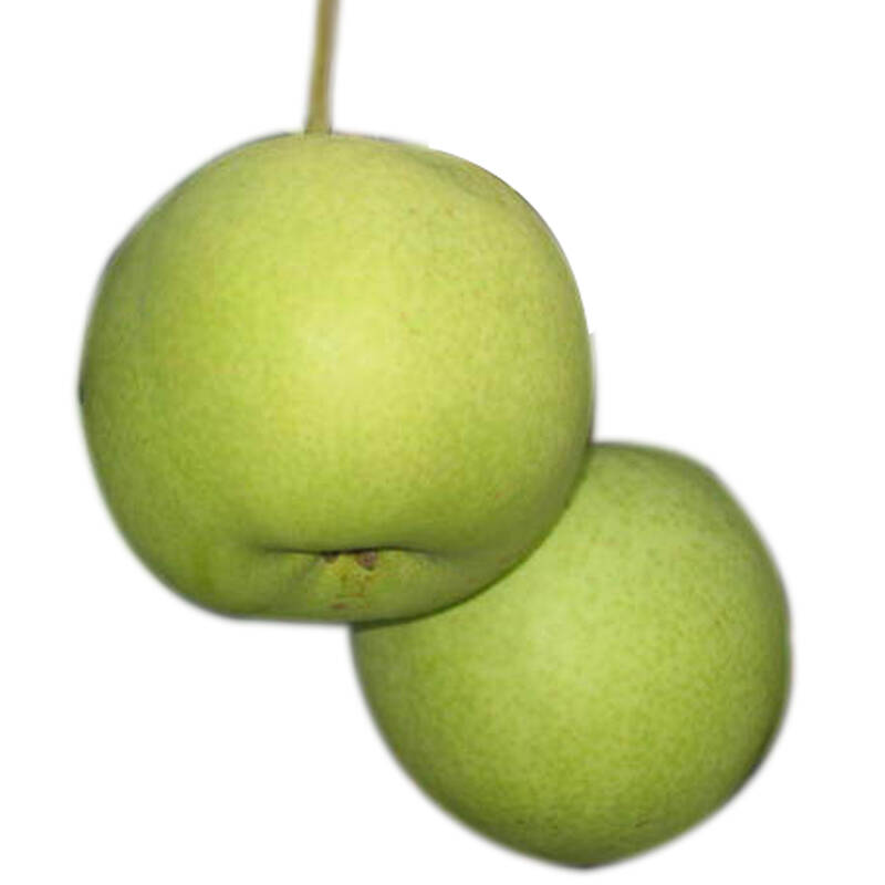 绿宝石梨(约45kg/箱)新鲜水果 成渝专供