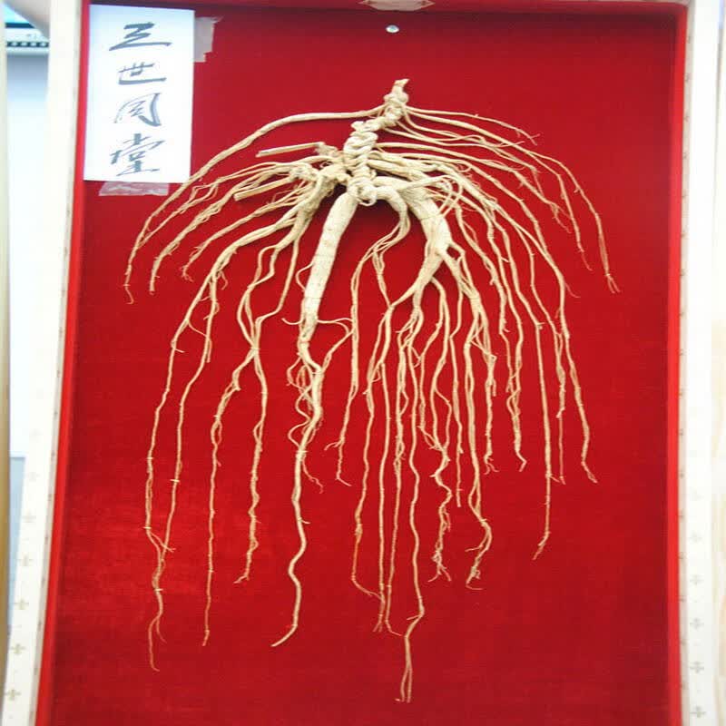 上上长白山百年野山参王 75g