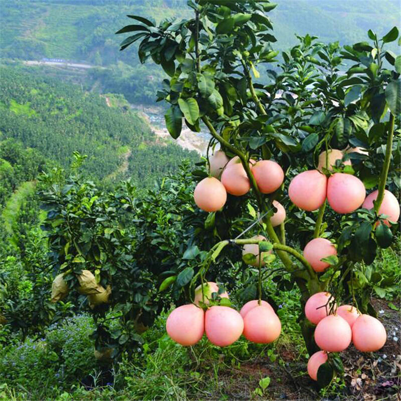 斗途园艺 柚子 果树苗 金丝柚 五年苗