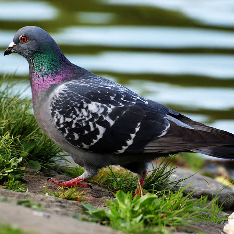 圣华乳鸽 天然散养肉鸽子 新鲜鸽子肉 冷鲜禽肉 乳鸽275g.滋补养生