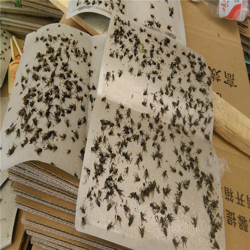 绿威粘蝇纸板灭灭蚊器粘蝇板苍蝇贴纸粘蝇贴灭蝇药灭蝇器 50张送10张