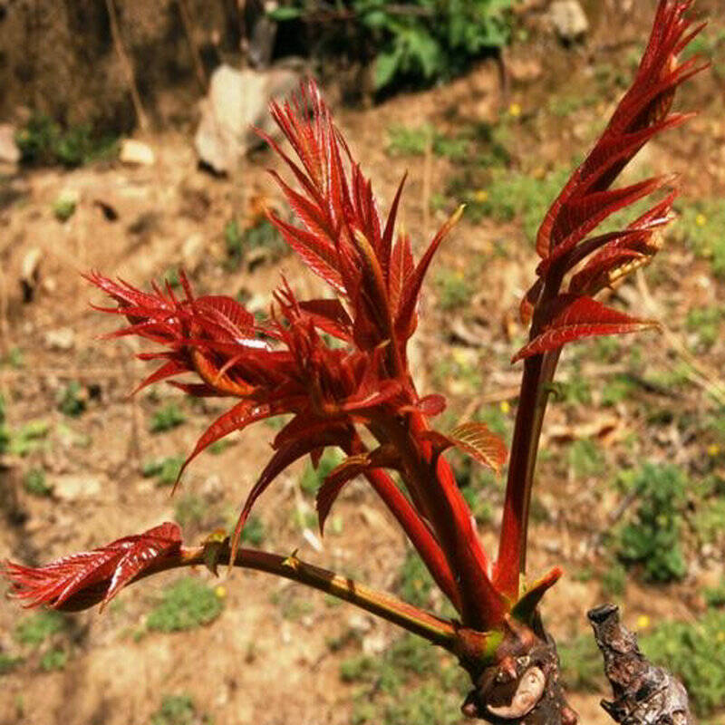 红椿木树苗图片