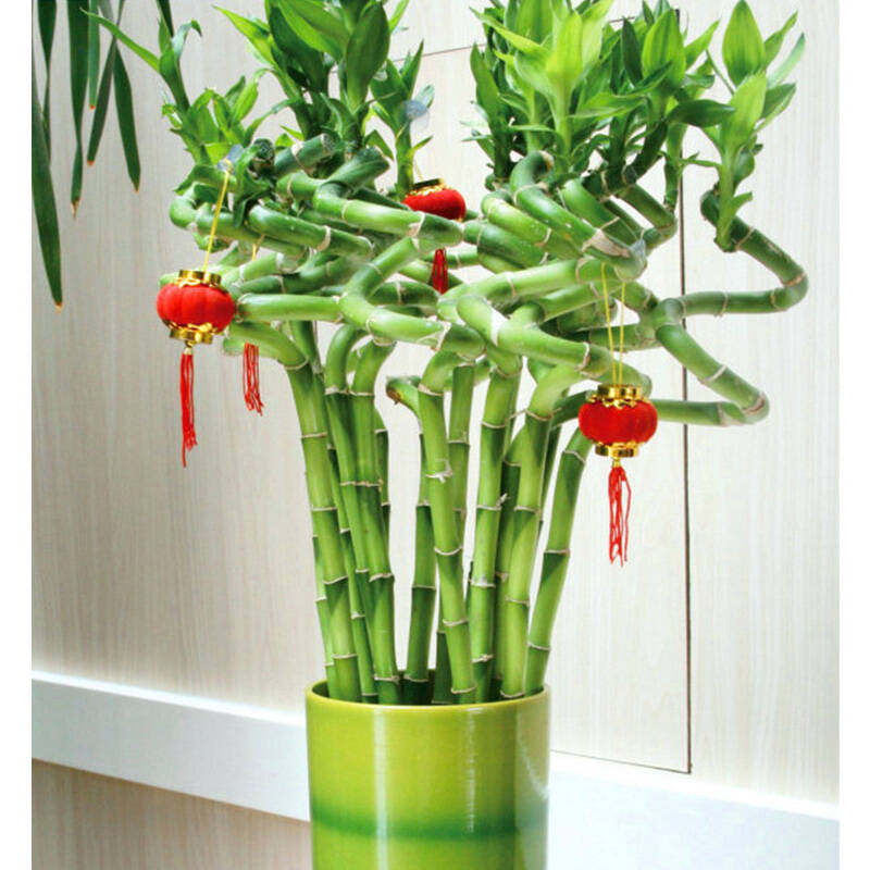 【绿漫天】大绿植富贵竹弯竹带叶竹子净化空适用居家商务吸收甲醛防