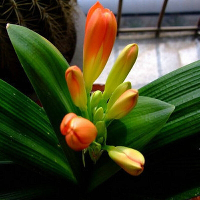 木轩 君子兰种子 彩色油匠小苗精品花卉绿植创意盆栽 1粒3元 大花巨匠