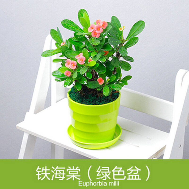 虎刺梅 开花绿植 办公室内迷你盆栽 绿色植物 袖珍花卉 绿色 不含盆