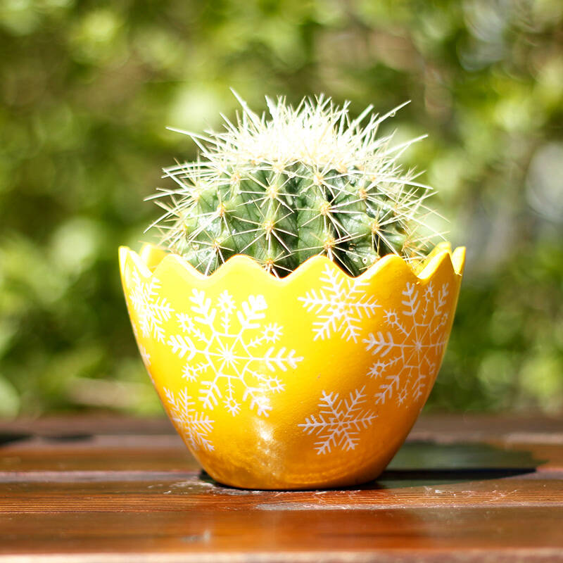 开心农场 防辐射仙人掌仙人球盆栽 多肉植物 金琥办公室内防辐射绿植