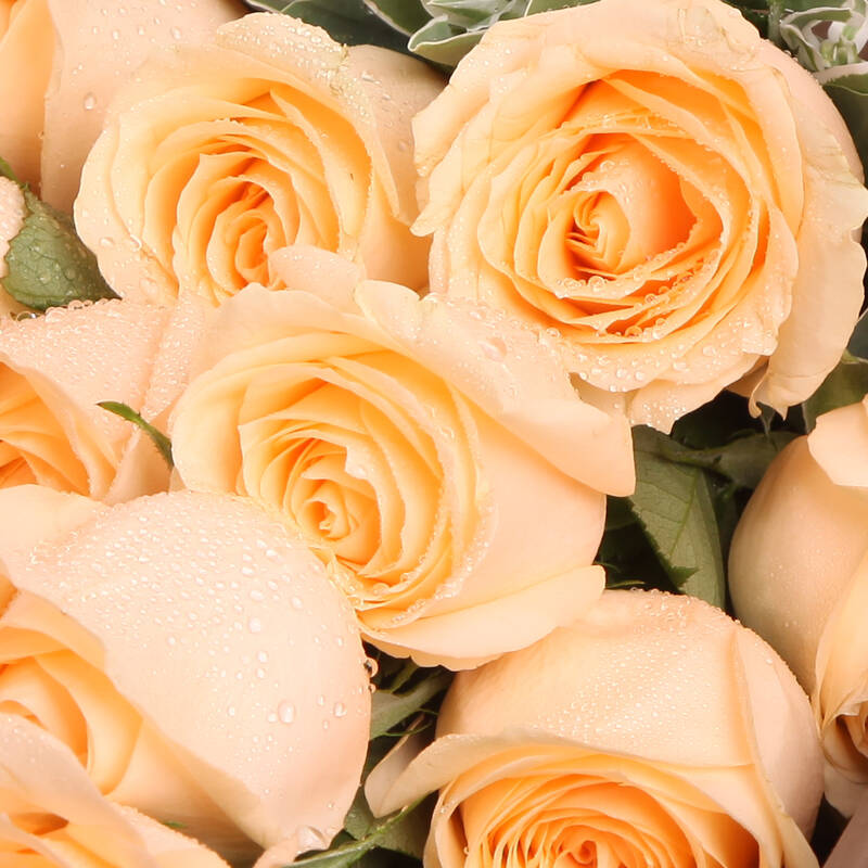 19朵玫瑰花束 生日鲜花 同城鲜花速递 s-19枝香槟玫瑰礼盒 平时价