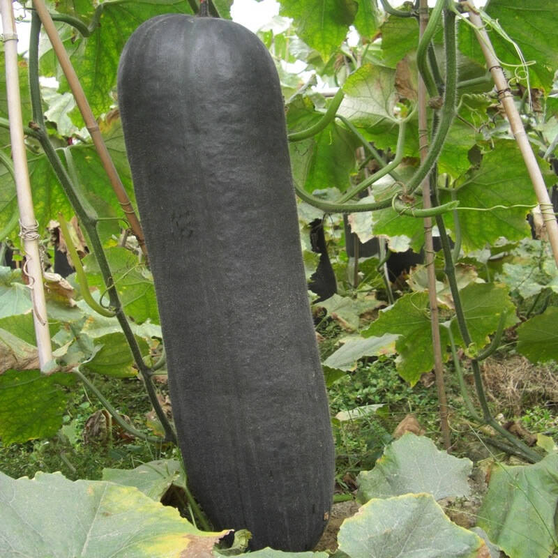 墨钻730铁心杂交黑皮冬瓜 瓜形细长 果长可达80-90厘米 冬瓜种子 15克