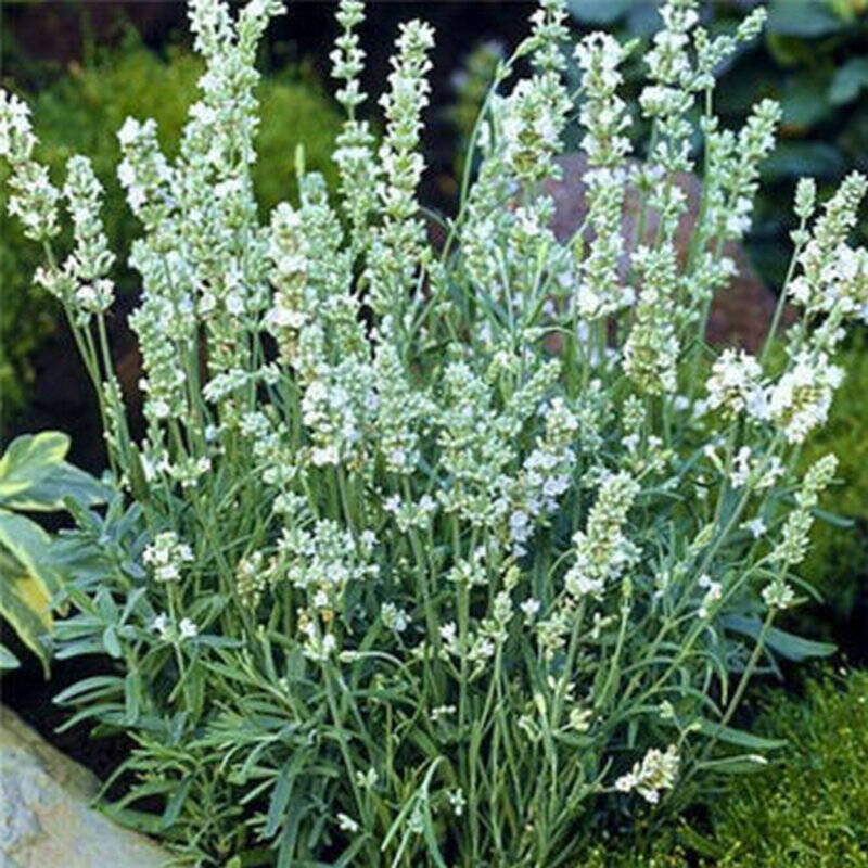 含笑苑 薰衣草种子 多肉四季播种花卉种子 薰衣草种子套餐 花籽盆栽