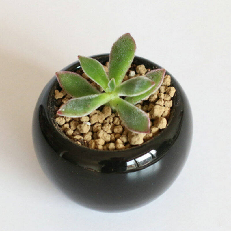 新卉轩 多肉植物盆栽 生石花 小球玫瑰 锦晃星 不含盆