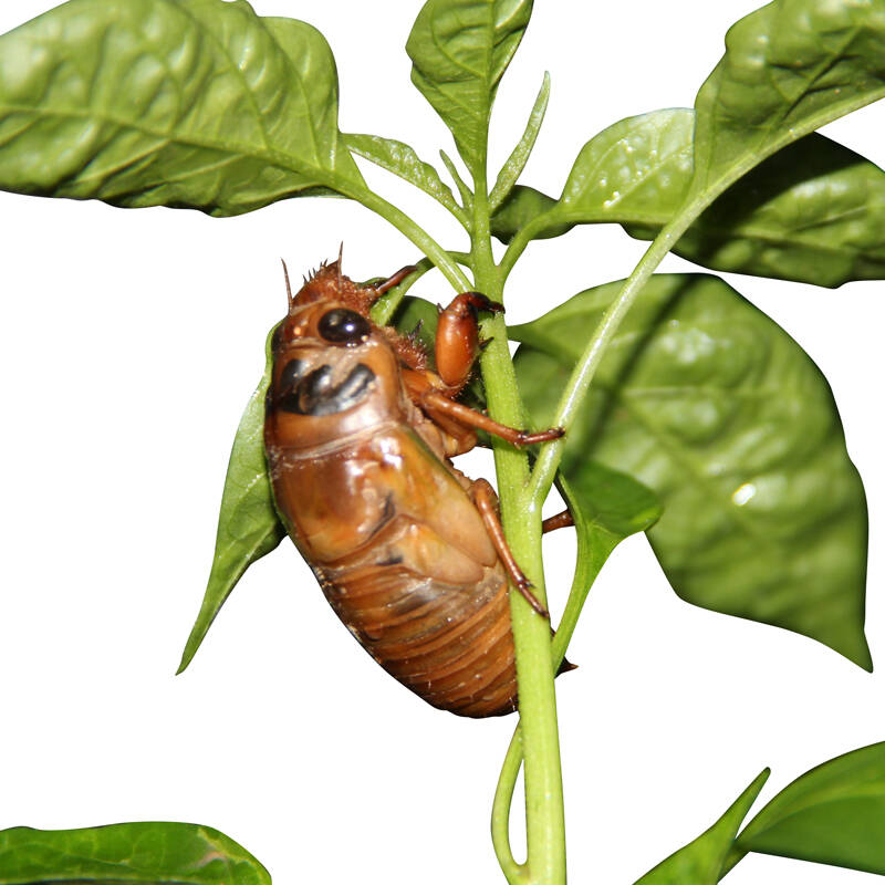 徐州馆 丰县大沙河 新鲜知了猴 生金蝉知了 100只蝉蛹 知了龟 优质