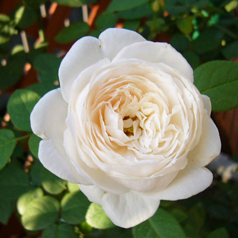 庭院植物 盆栽地栽花卉植物 多花藤本月季花苗 品种月季 白桃妖精 3