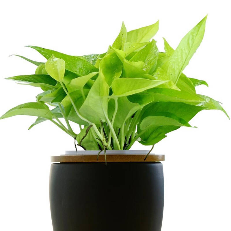 绿色盆栽植物 可水培 净化空气吸甲醛 适合摆放办公室 客厅 卧室 不含