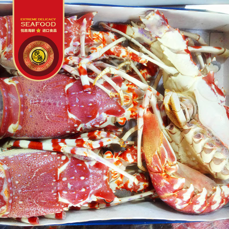 悦胜 莫桑比克进口玫瑰龙虾 1500g/盒 5-7只盒装媲美澳龙龙虾 顺丰