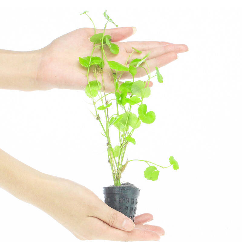 鱼缸真水草套餐水族箱水草鱼缸造景水草 有茎类鱼缸装饰 香香草 1盆