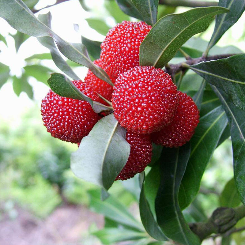 新鲜水果 浙江仙居杨梅 东魁杨梅 中果 1.5kg