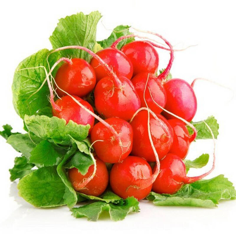 农民老史 红丁萝卜种子