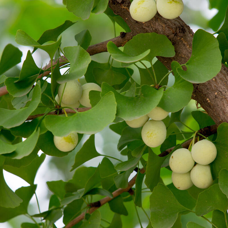 锦枫 银杏苗银杏树苗 银杏小苗庭院植物行道绿化苗木10棵 150cm左右1