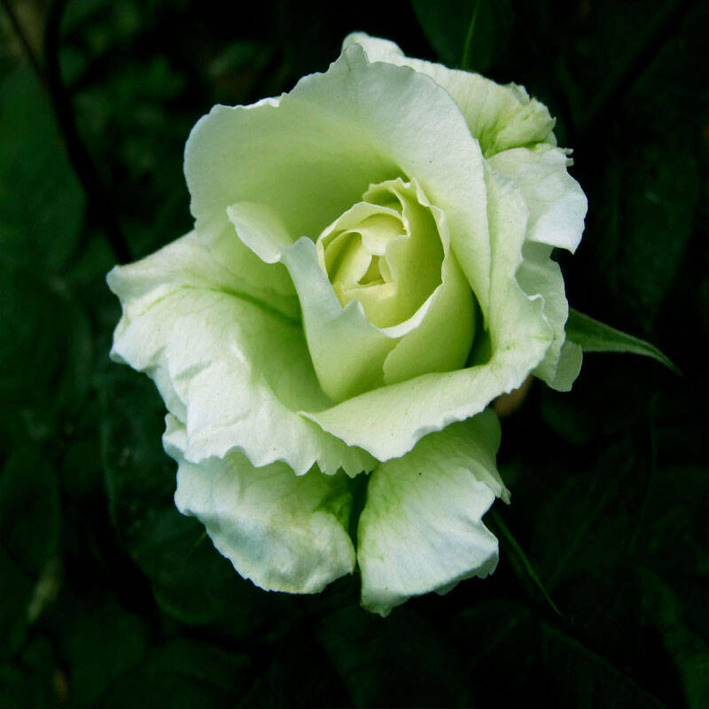 月季花 玫瑰花 月季花苗 大花月季 品种月季 包成活 绿云 3年苗