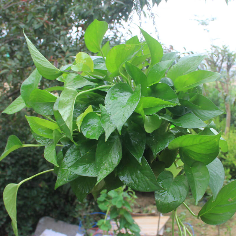 植物盆栽吊兰花卉装修房办公室净化空气吸甲醛防辐射大盆 绿萝大盆/不