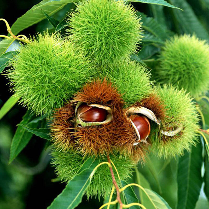 2015新鲜板栗生 油栗 山东临沂特产 毛栗子生板栗