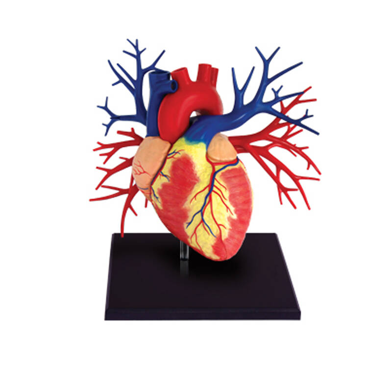 4d master 4d拼装人体解剖模型 医用教学模具 1:1大心脏26081