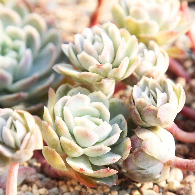 多肉植物/办公室桌面盆栽绿植/单头无根/冰莓/果冻色【紫月影】 砍头3