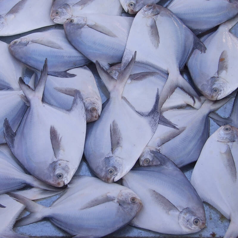 陆龙 鲜东海鲳鱼 约5条 750g/袋 经典舟山冻品 海鲜水产