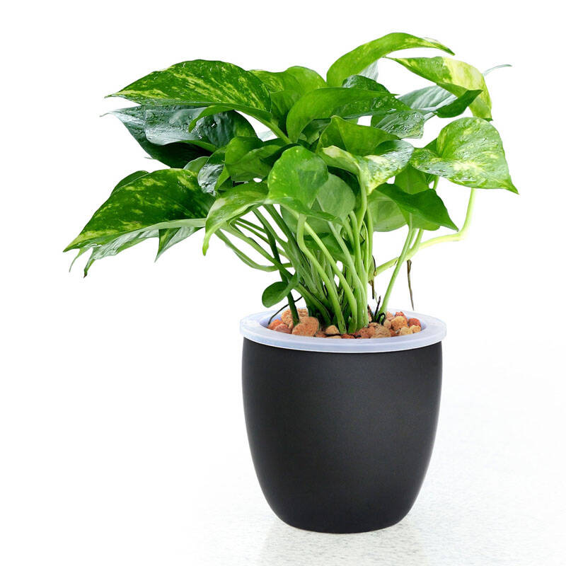 如水绿萝/吊兰盆栽 容易养好成活 办公室绿色水培植物绿植花卉盆景