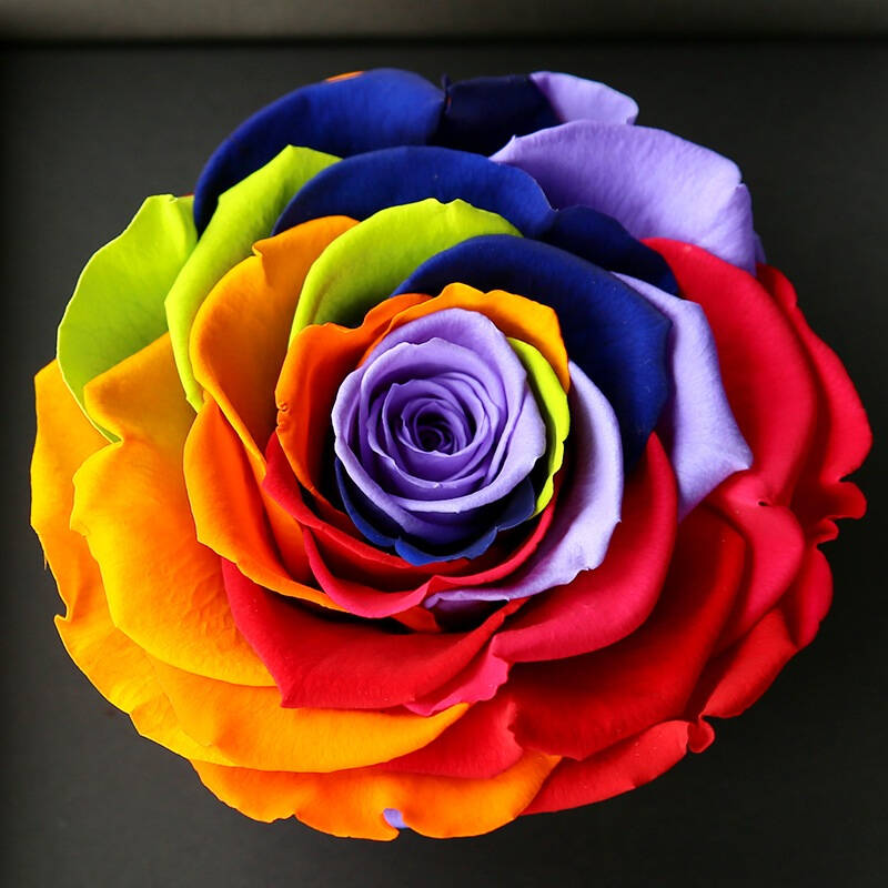 尚杰(shangjie)七色彩虹玫瑰永生花礼盒 教师节 送老师长辈 礼物 京东