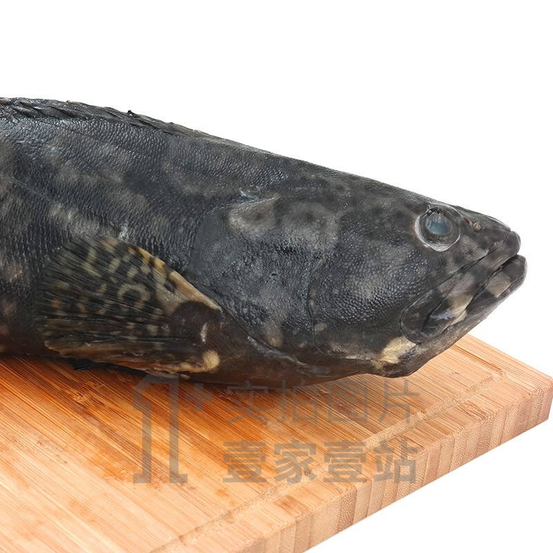 【壹家壹站】马来西亚黑虎斑鱼500-600g/条 进口海鲜石斑鱼/老虎斑