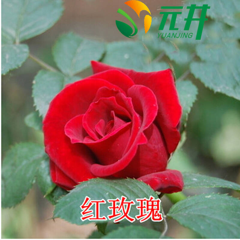 月季玫瑰花苗大花紅玫瑰黃粉玫瑰苗【卡羅拉】歐月 花苞大 濃香 品種