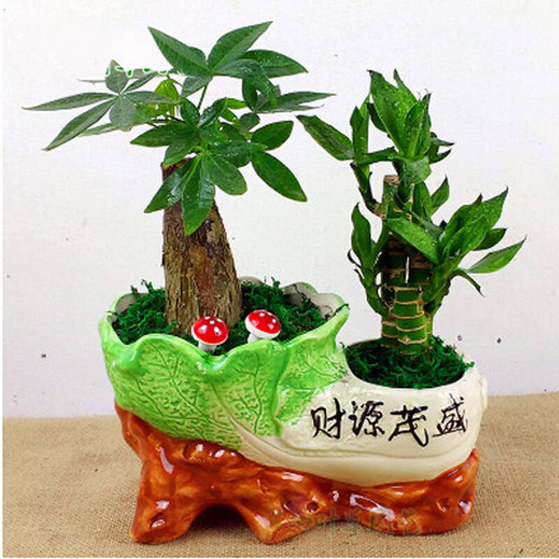 富贵竹组合盆栽套装 富贵招财植物寓意盆栽 好运吉祥送礼 蒸蒸日上