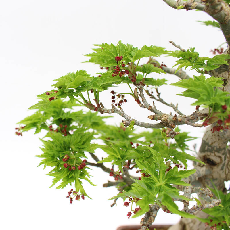 xinyi 造型盆景树桩日本红枫狮子头办公室内庭院观叶绿植物高档盆栽