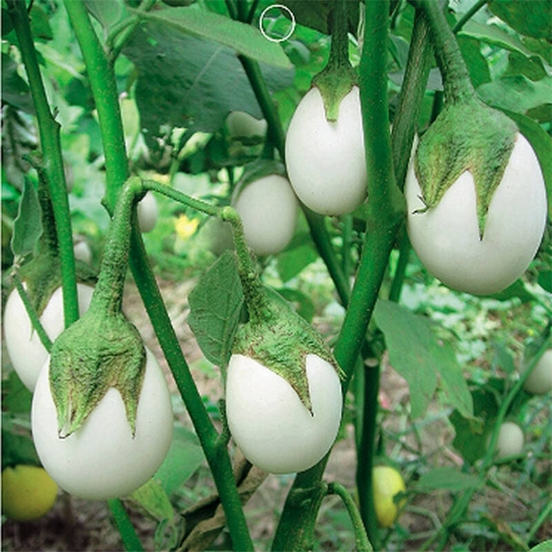 鸡蛋茄种子阳台盆栽种植种子蔬菜种子观果植物种子 30粒