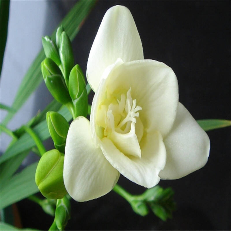 元井盆栽植物花卉 小苍兰 重瓣香雪兰种球根 当年开花 包开花 23 6