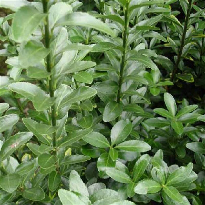 常青花卉攀缘植物爬藤小叶扶芳藤苗爬行卫矛四季不掉叶可盆栽 8年苗