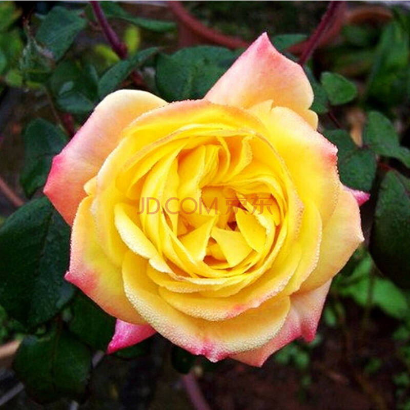 唯友光谱藤本变色月季光谱经典品种溪园月季玫瑰花苗月季分枝好带花 6