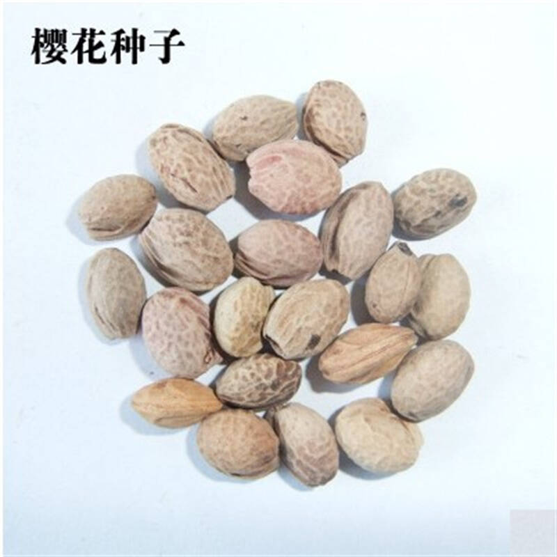 樱花种子 日本樱花 树种子 批发 樱花种子一斤