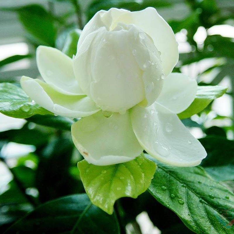 沁心園 梔子花盆栽 牡丹梔子花苗 大葉梔子花 小葉梔子花芳香花卉