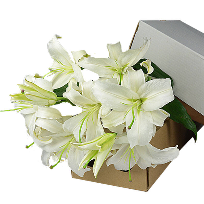白色5支多头香水百合 - 京东触屏版