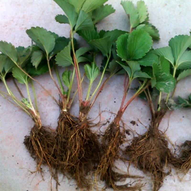四季结果草莓苗 当年结果牛奶草莓苗 草莓苗 批发盆栽草莓苗 美车巨早