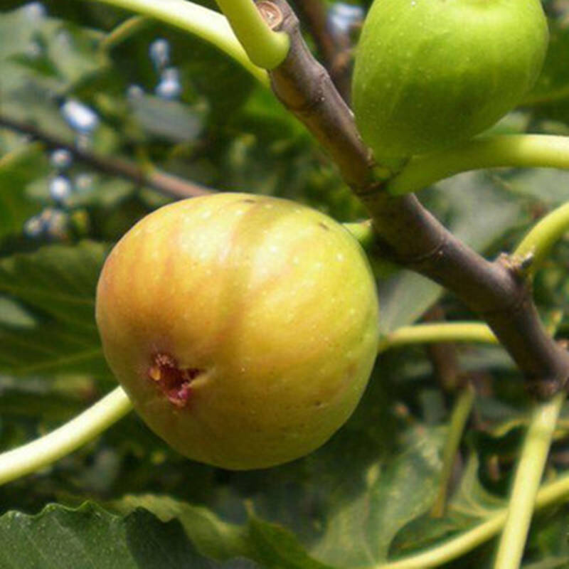 花兮语 庭院植物 无花果树苗 盆栽地栽果树苗 南方北方种植 当年结果